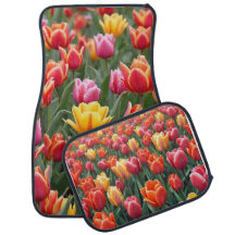Dutch Tulips