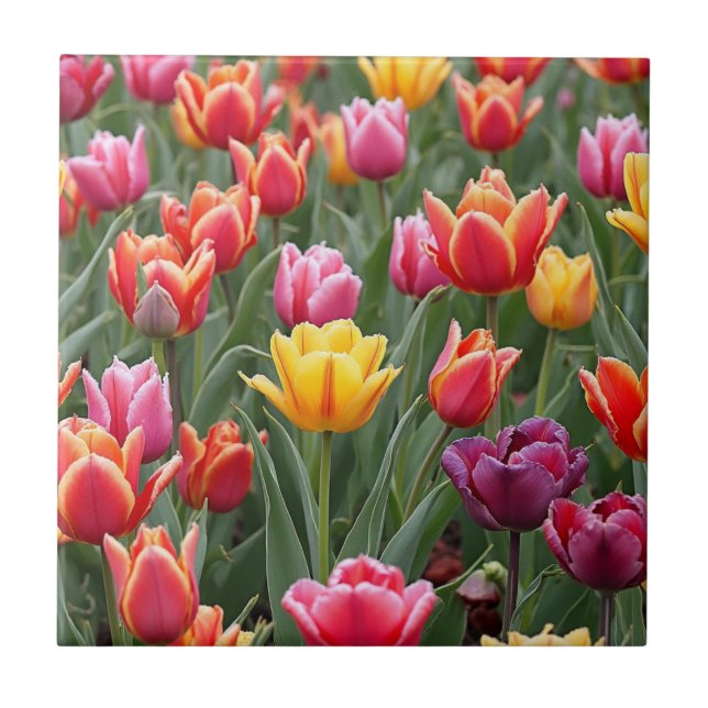 Dutch Tulips Fliese (Vorderseite)