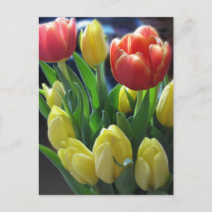 Dutch Tulips Postcard Postkarte