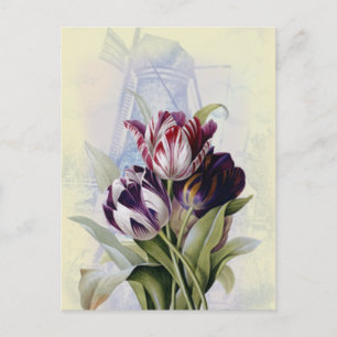 Dutch Tulips Postkarte