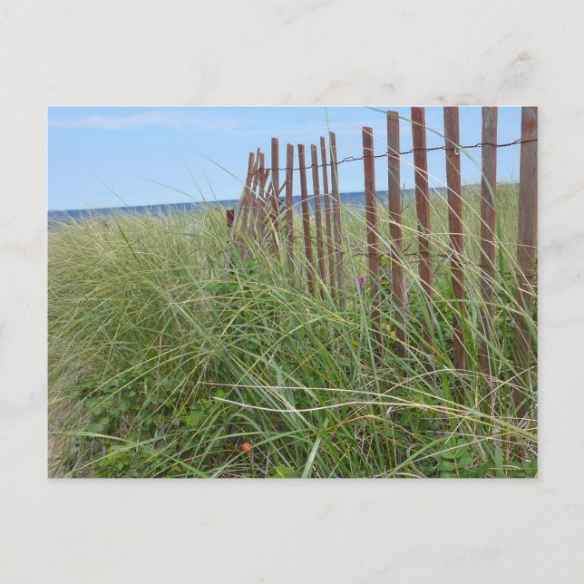 Düünen von Cape Cod Postkarte (Vorderseite)