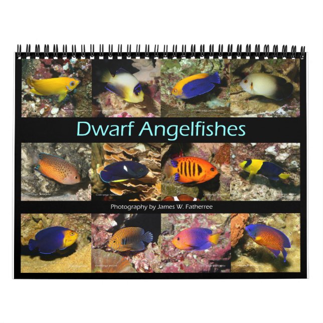 Dwarf Angelfish Wall Kalender von J.W. Vater. (Titelbild)