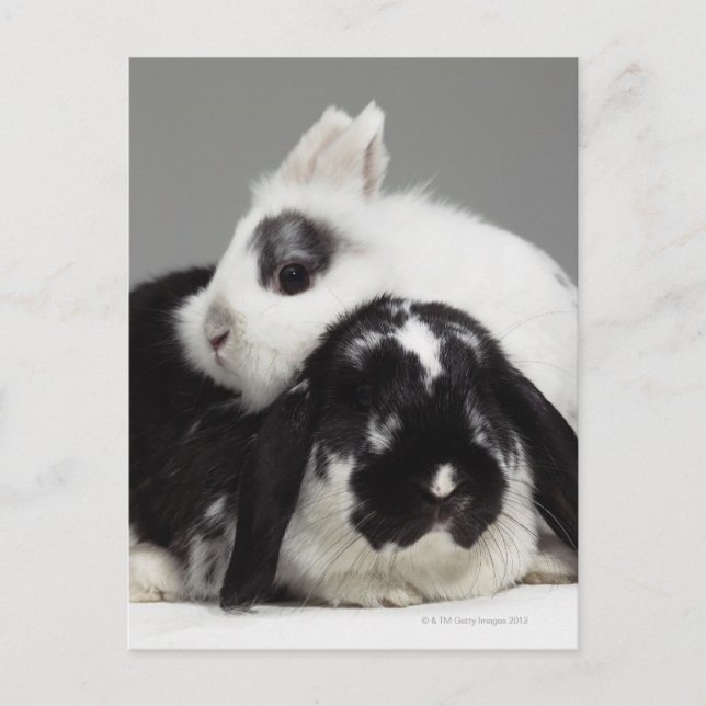 Dwarf-eared rabbit leaning over lop-eared postkarte (Vorderseite)