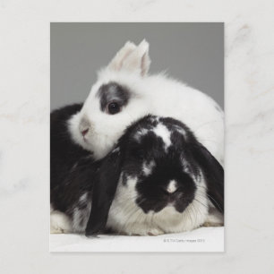Dwarf-eared rabbit leaning over lop-eared postkarte