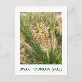 DWARF FOUNTAIN GRASS POSTKARTE