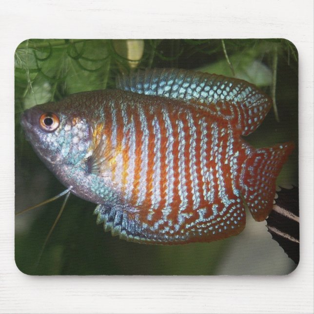 Dwarf Gourami - Colisa lalia Mousepad (Vorne)