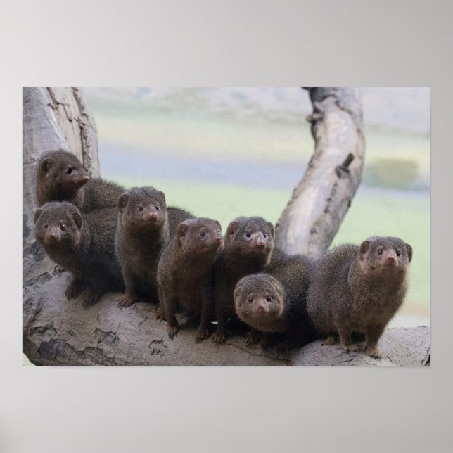 Dwarf Mongoose Pack Poster (Vorne)