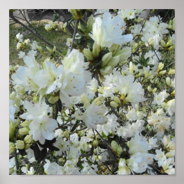 Dwarf White Azaleas Poster (Vorne)