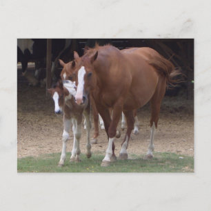 DX - Schöne Pferde Postkarte