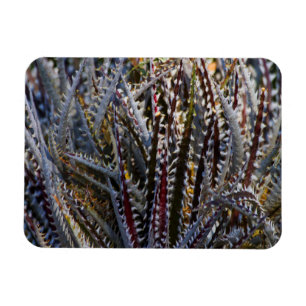 Dyckia delight magnet