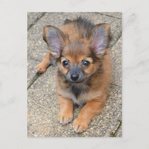 Dylan Niedlich Long Hair Chihuahua Puppy Postkarte