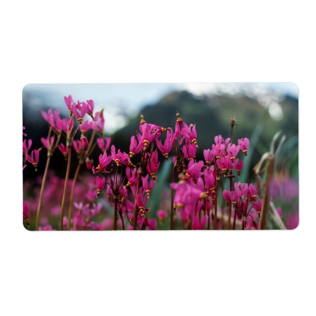 Dynamische Shooting Stars (Vorne)