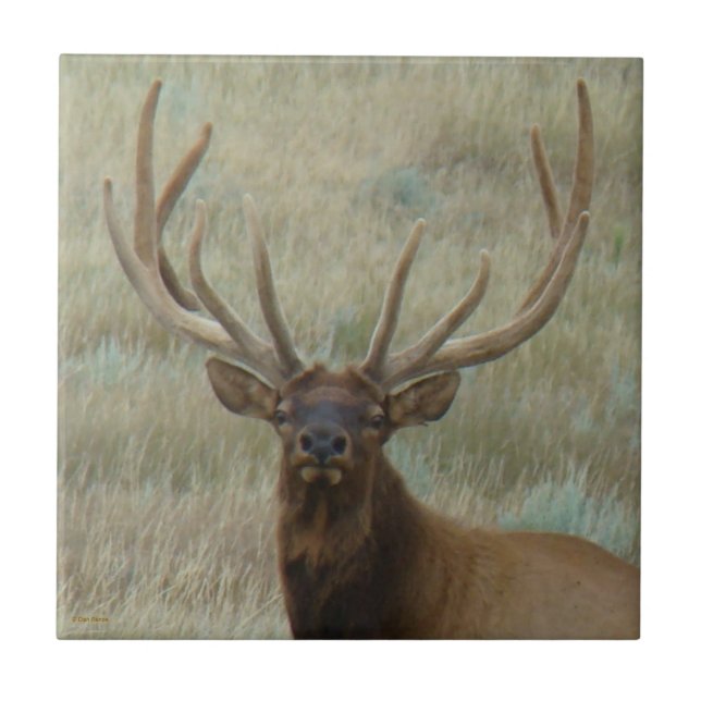 E10 Bull Elk in Velvet Head Shot Fliese (Vorderseite)