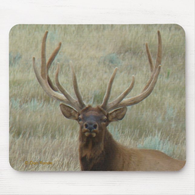 E10 Bullklee in Samt Kopf Shot Mousepad (Vorne)