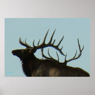 E11 Bull-Elch-Silhouette Kopfschuss Poster