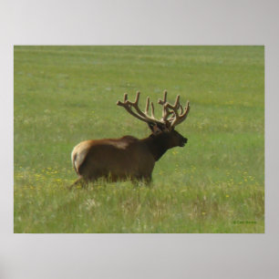 E12 Bull-Elch 1 oder 2? Poster