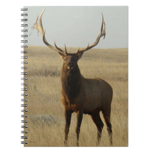 E13 Bull Elk Gras in Geweihen Notizblock