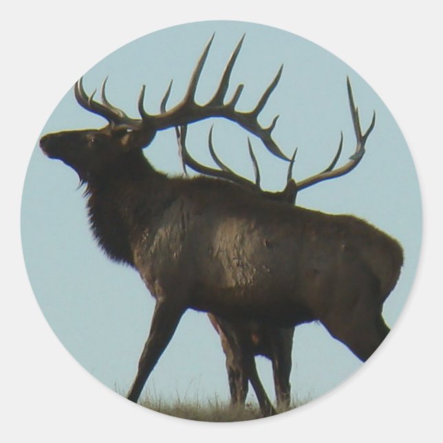 E14 Bull Elk Silhouette Runder Aufkleber (Vorderseite)