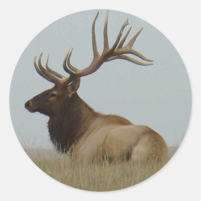 E15 Bull Elk Runder Aufkleber (Vorderseite)