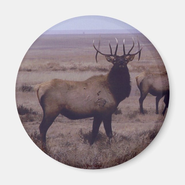 E19 Bull Elk Double Drop Tines Magnet (Vorne)