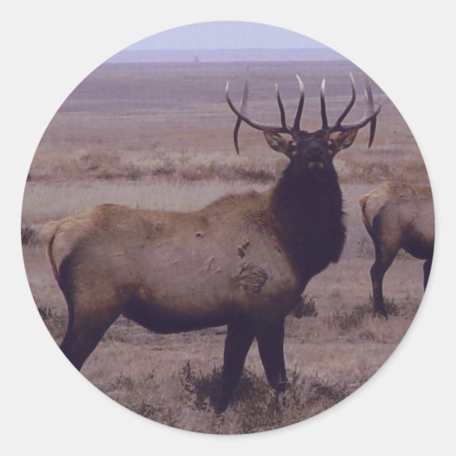 E19 Bull Elk Double Drop Tines Runder Aufkleber (Vorderseite)