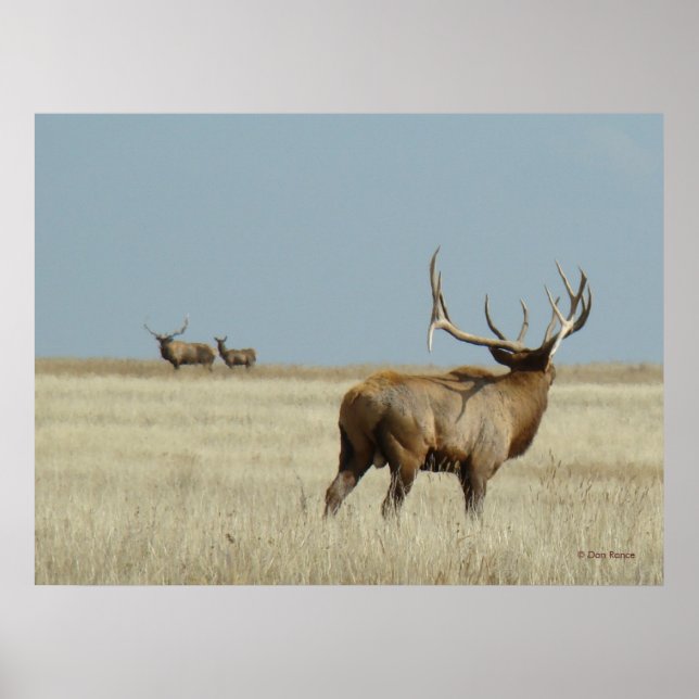E20 Bull Elk Challenger Poster (Vorne)