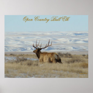 E22 Bull-Elch Schneebedeckte Hügel Poster