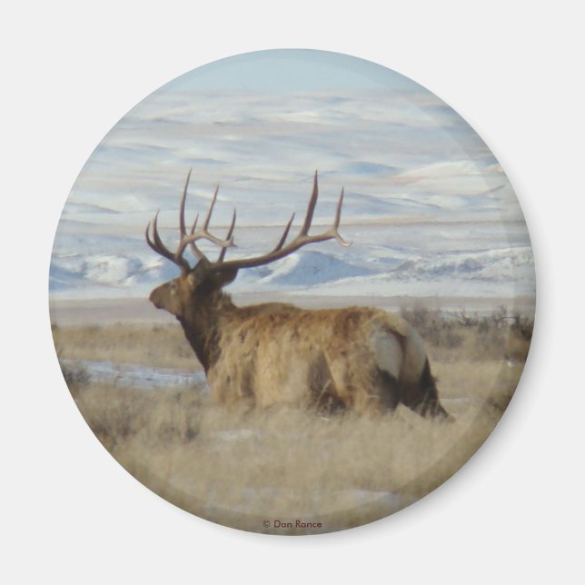 E22 Bull Elk and Snowy Hills Magnet (Vorne)
