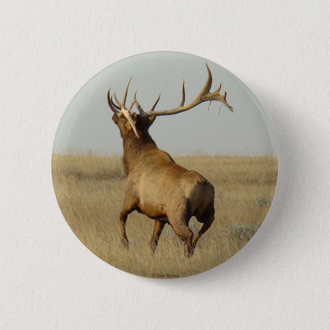 E23 Bullgras in Hörnern Button (Vorderseite)