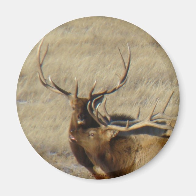 E24 Bull Elk Magnet (Vorne)