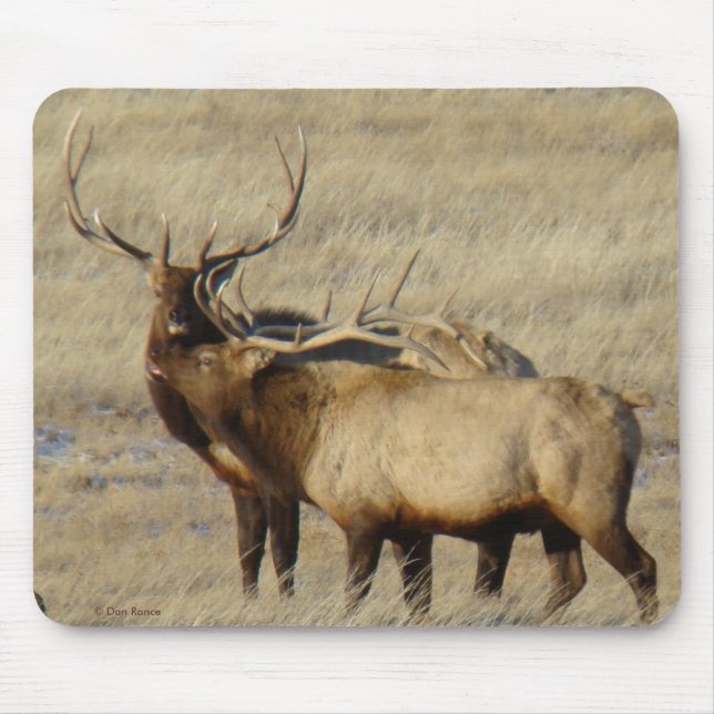 E24 Stier Elche Mousepad (Vorne)