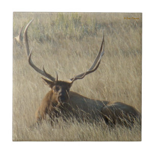 E25 Bull-Elch liegt im Gras Fliese
