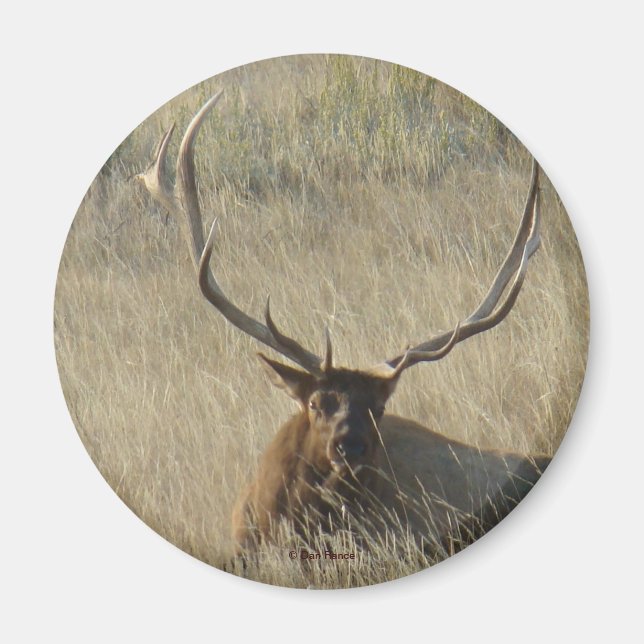 E25 Bullklee im Gras Magnet (Vorne)