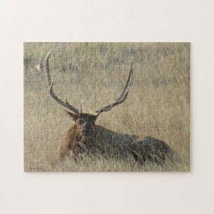 E25 Bullklee im Gras Puzzle
