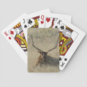 E25 Bullklee im Gras Spielkarten