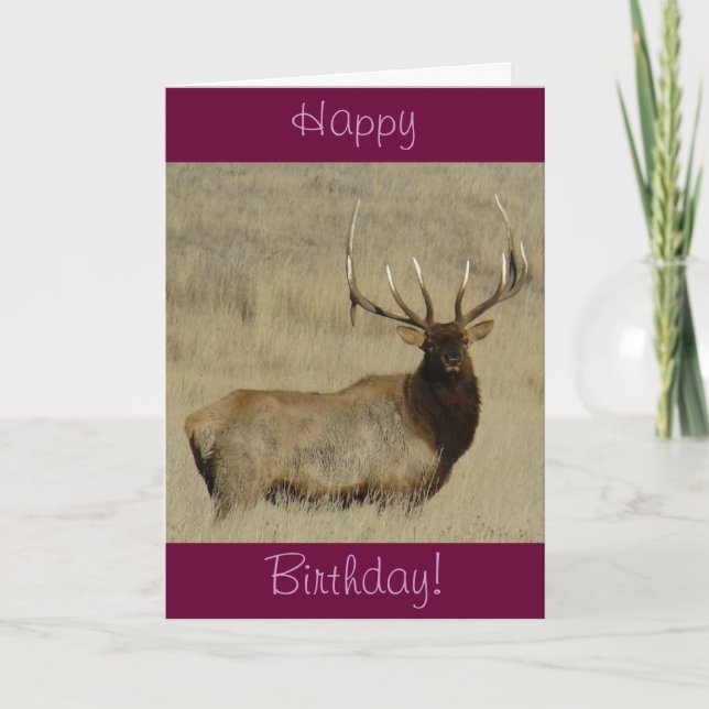 E30 Bull Elk Big Bull Karte (Vorderseite)