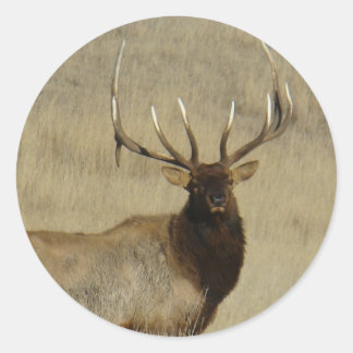 E30 Bull Elk Big Bull Runder Aufkleber