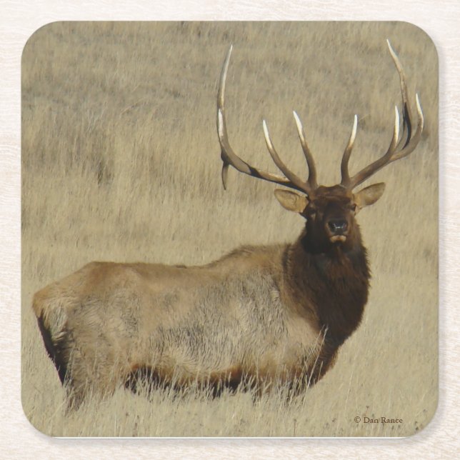 E30 Bull Elk Rechteckiger Pappuntersetzer (Vorderseite)