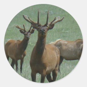 E33 Bull-Elch in Samt Runder Aufkleber