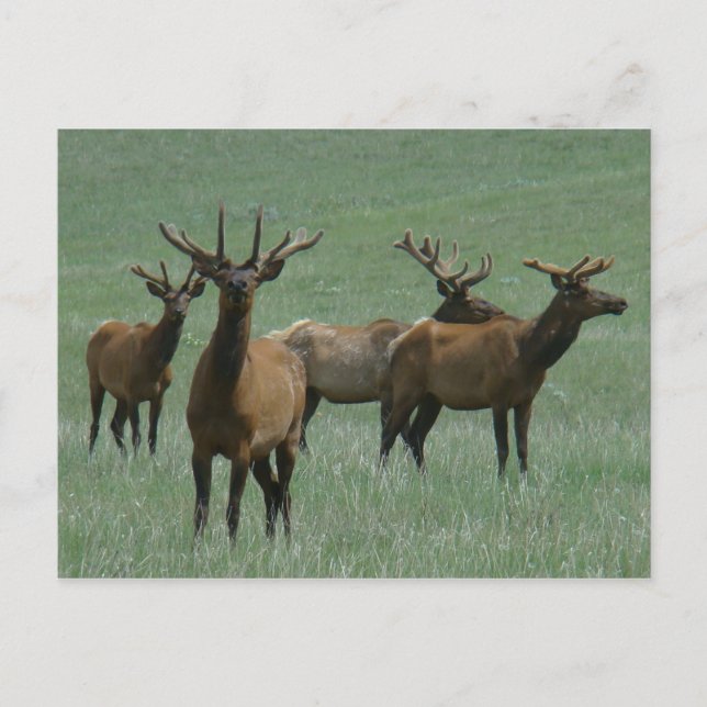 E33 BullElch in Velvet Postkarte (Vorderseite)
