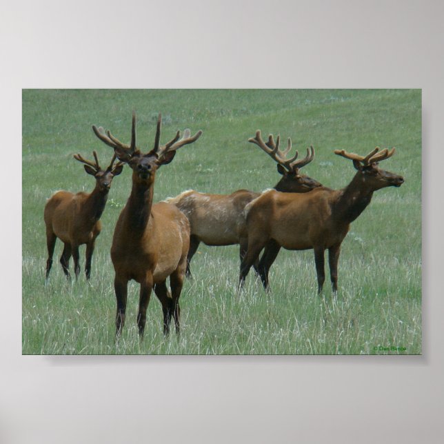 E33 BullElch in Velvet Spring Bulls Poster (Vorne)