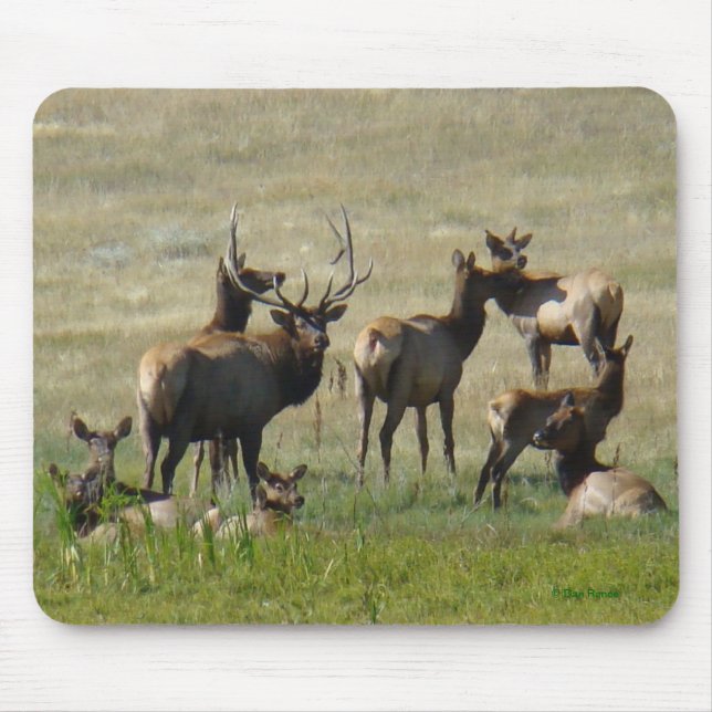 E36 Stier Elche und Kühe Mousepad (Vorne)