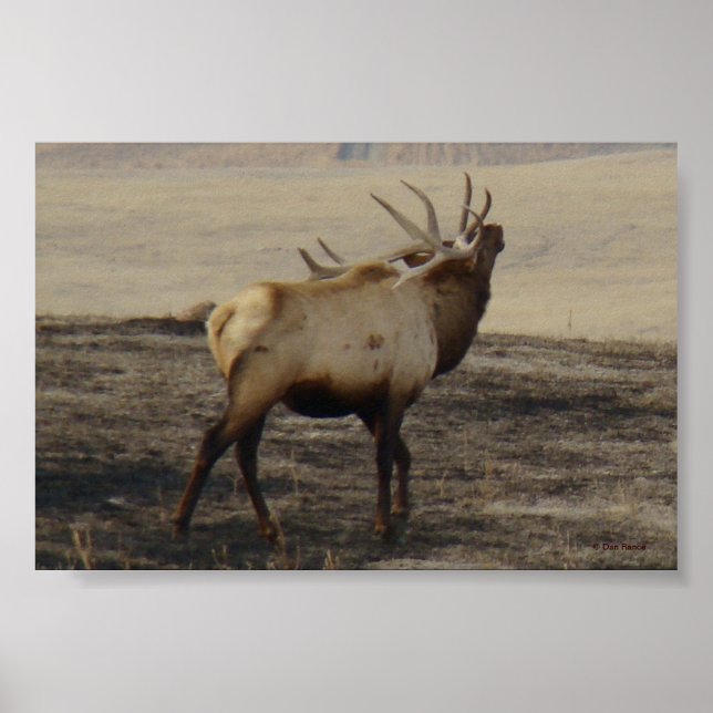 E39 Bull Elk Bugling Poster (Vorne)