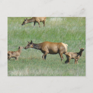 E3 Kuhweiden und Kälber Postkarte