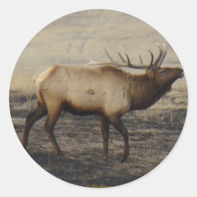 E40 Bull Elk Bugler Runder Aufkleber (Vorderseite)