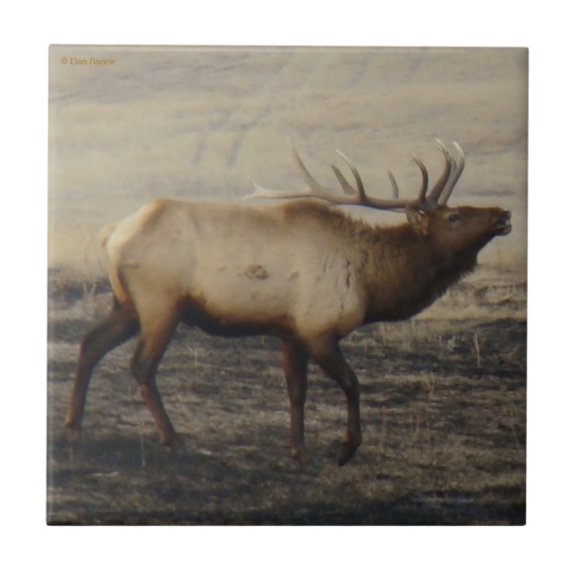 E40 Bull Elk Bugling Fliese (Vorderseite)