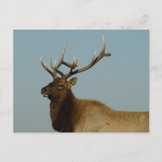 E42 Bull-Elch Postkarte (Vorderseite)