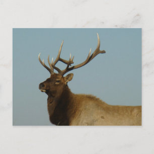 E42 Bull Elk Postkarte