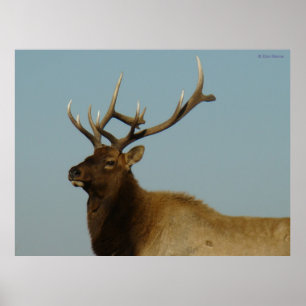 E42 Junger Bull-Elch Poster