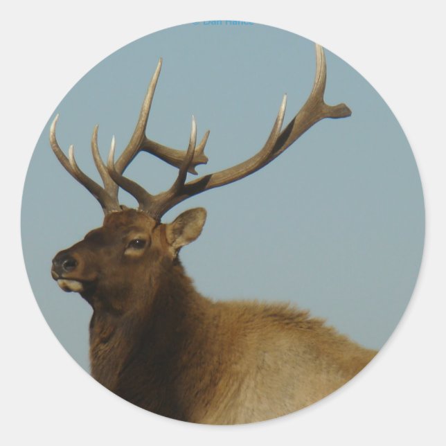 E42 Young Bull Elk Runder Aufkleber (Vorderseite)